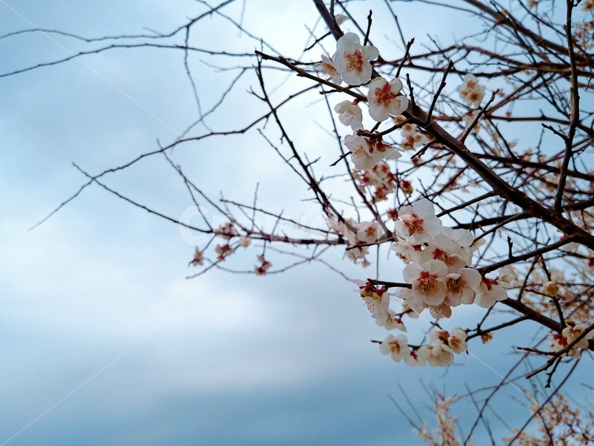 하늘,구름,매화,꽃,나무,나뭇가지,가지,봄,봄,계절,spring,season,식물,자연,plants,nature,꽃,flower,plant
