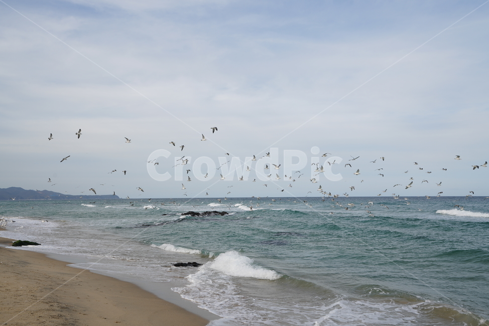 기러기,동물,flock,대군,ocean,대양,water,outdoors,바다,물,옥외,nature,bird,자연,새,sea