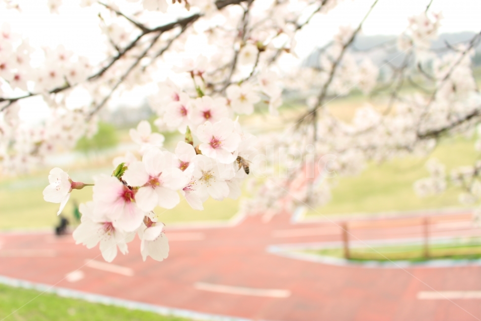 벚꽃,벌,봄,대전,유림공원,봄,계절,spring,season,식물,자연,plants,nature,꽃,flower,plant
