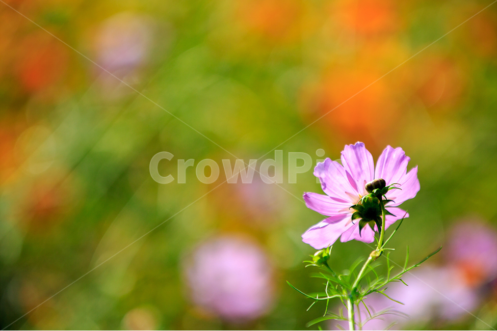 자연,코스모스,가을,공원,아름다움,가을,계절,fall,autumn,season,식물,자연,plants,nature,꽃,flower,plant,blossom,aster,과