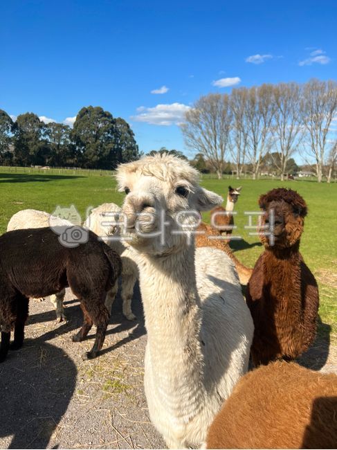 nature,tree,cute,New Zealand,llama,hair,Farm experience,alpaca,Farm,animal,alpaca farm,Zoo