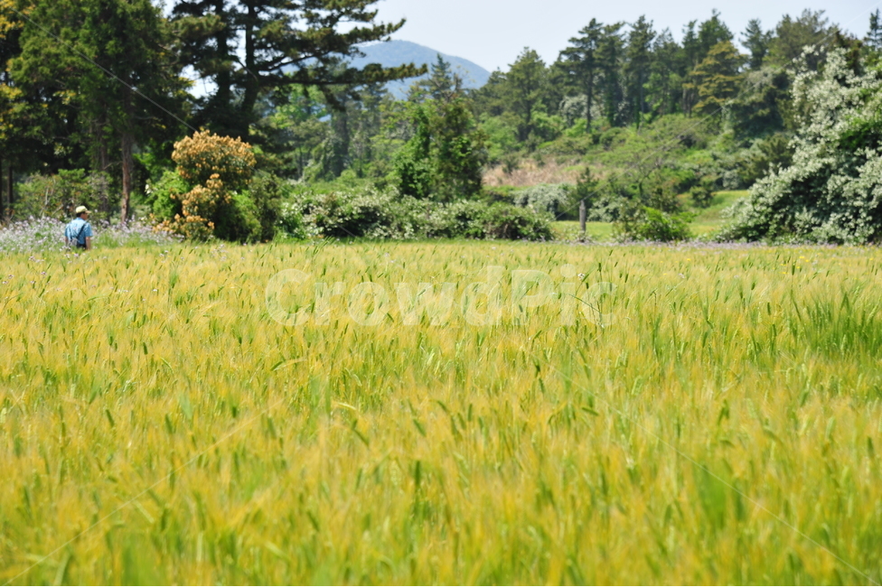 바다,하늘,제주도,청보리밭,가파도,자연,풍경,nature,landscape,field,들,outdoors,옥외,grassland,목초지,vegetation,초목,plant,식물
