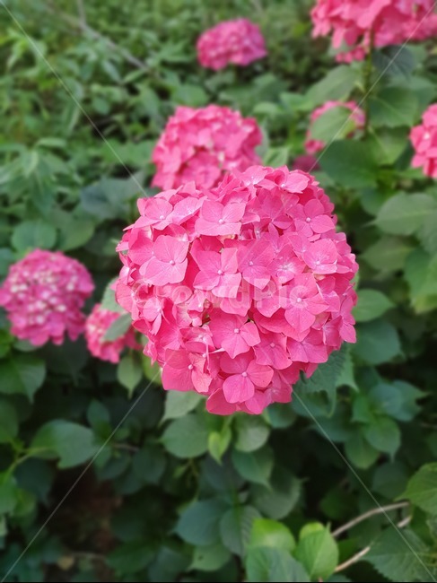 식물,꽃,blossom,flower,plant,식물,자연,plants,nature,꽃,flower
