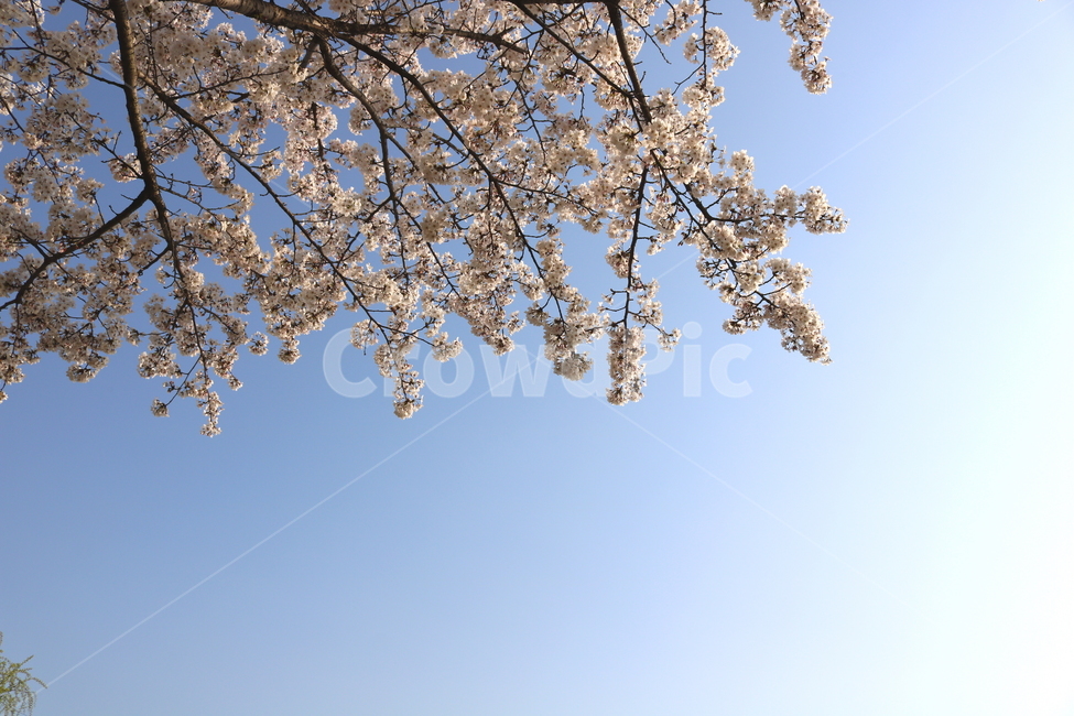 벚꽃,벚꽃나무,벚나무,꽃,나무,식물,장미과,봄,자연,흰꽃,봄,계절,spring,season,식물,자연,plants,nature,꽃,flower,plant,lamp,램프,chandelier,샹들리에,blossom