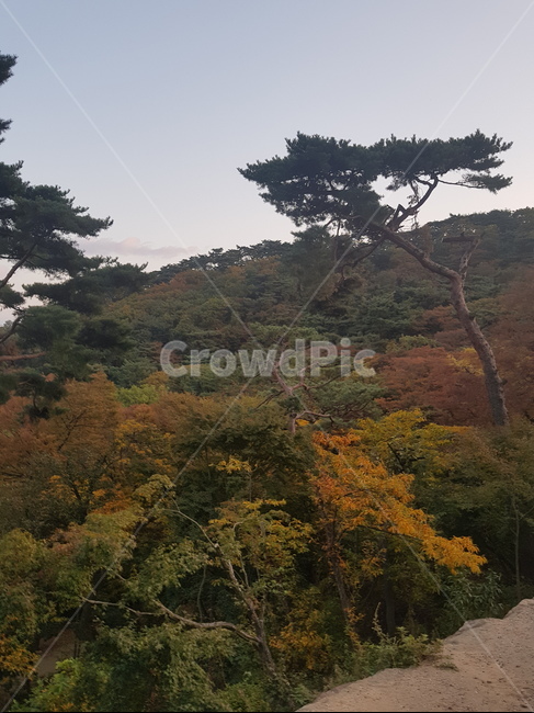 옥외,nature,자연,나무,소나무