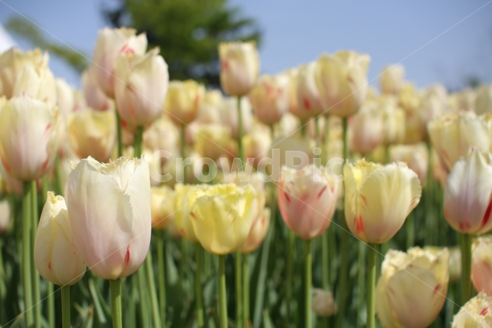 튤립,식물,꽃,햇살,봄,spring,tulip,flowere,화사함,화창함,봄,계절,spring,season,식물,자연,plants,nature,꽃,flower,plant,blossom
