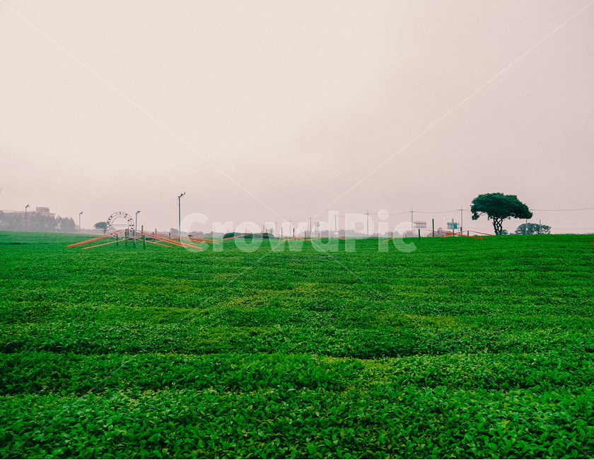 녹차밭,제주도,초록색,나무,밭,녹차,greentea,jejusisland,green,farm,자연,풍경,nature,landscape,field,들,outdoors,옥외,grassland,목초지