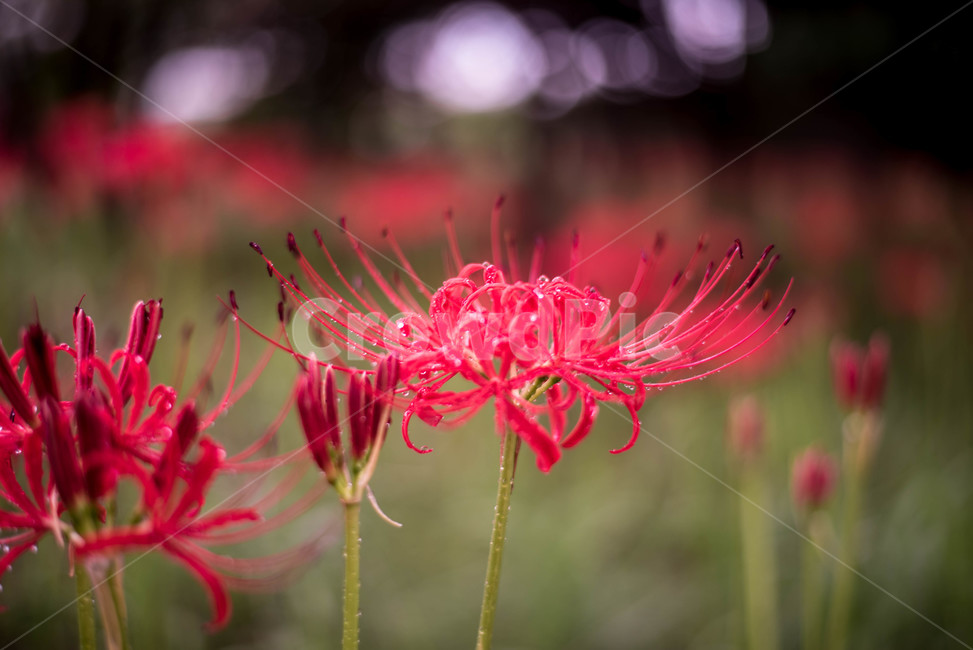 꽃무릇,상사화,붉은꽃,가을꽃,꽃,식물,자연,plants,nature,꽃,flower