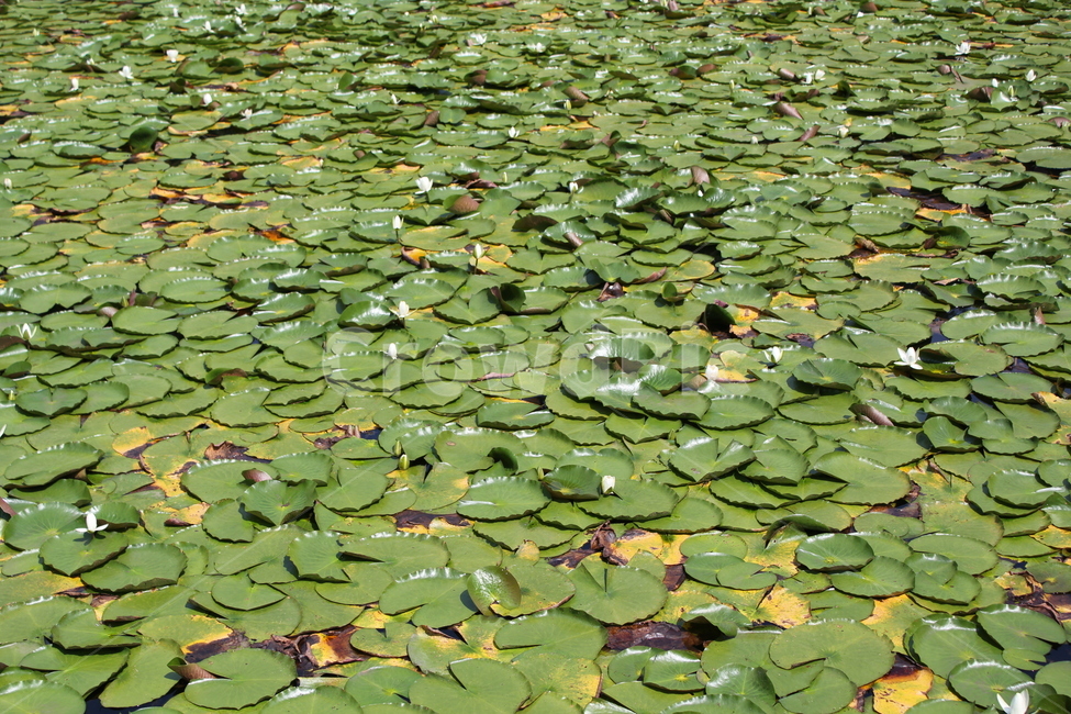 연못,여름,녹색,풍경,쨍한날,자연,식물,습지,식물,자연,plants,nature