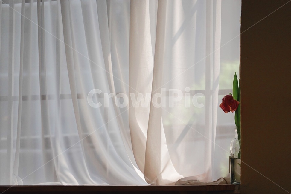 튤립,꽃,창가,커튼,주름,flower,식물,plants,식물,자연,plants,nature,꽃,flower
