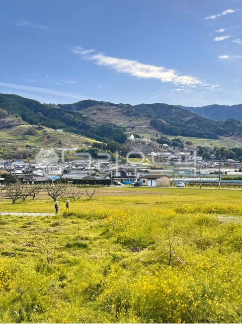 Japan,Japanese countryside,small Japanese town,Ukiha,rape blossoms,spring,field,flower field,spring,yellow,flower,mountain,country,village,japan,ukiha,stream,village,small town,Japanese village,countryside,peaceful,peaceful