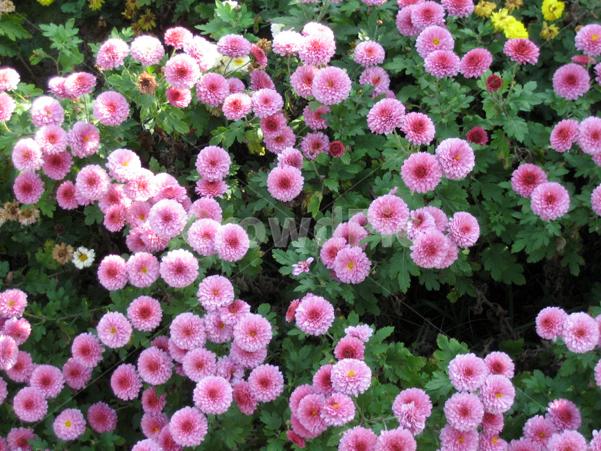 꽃,분홍,식물,flower,자연