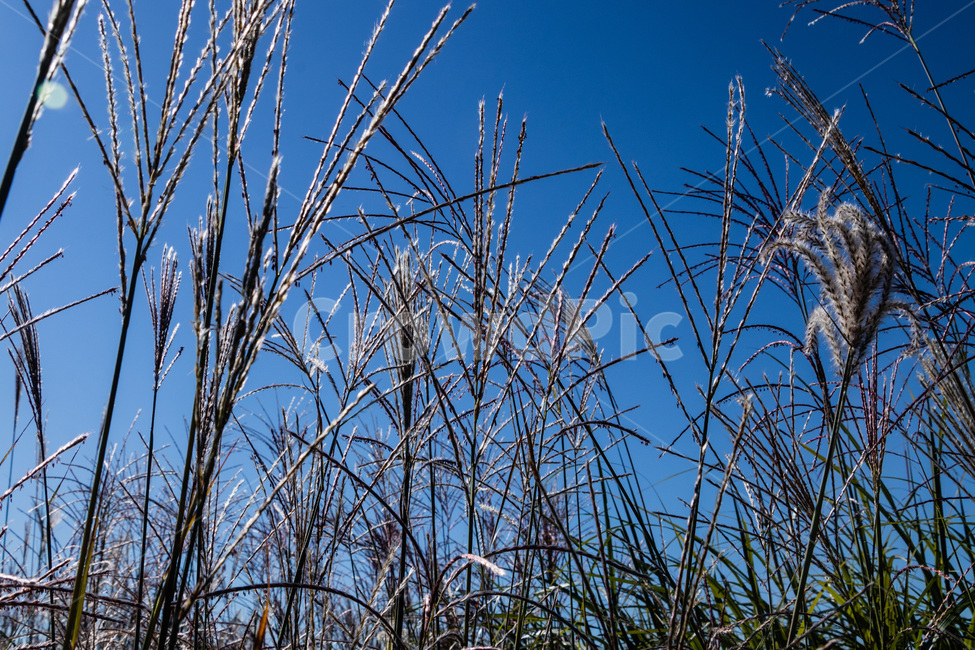 하늘공원억새,억새풀,억새,억새밭,억새풀밭,하늘공원억새풀,식물,자연,plants,nature