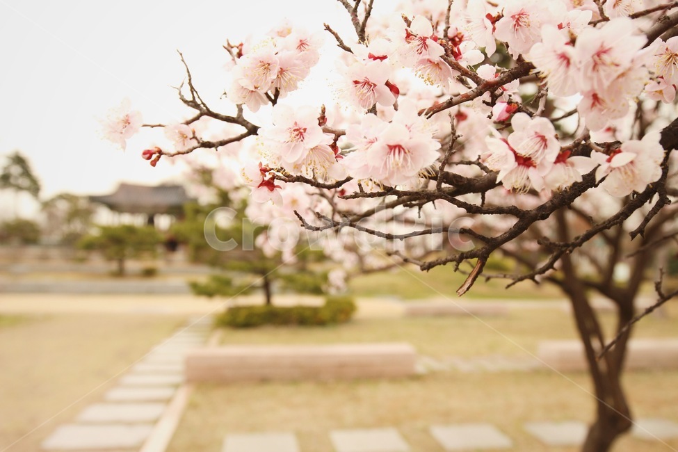 꽃,벚꽃,봄,가을,공원,단원각,화랑유원지,푸릇,분홍,꽃잎,봄,계절,spring,season,plant,식물
