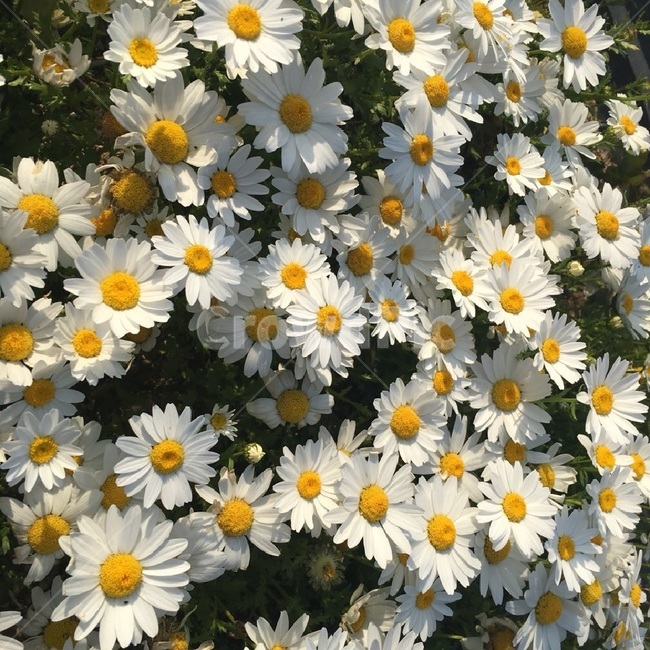 봄꽃,꽃,flower,국화과꽃,데이지,데이지꽃말