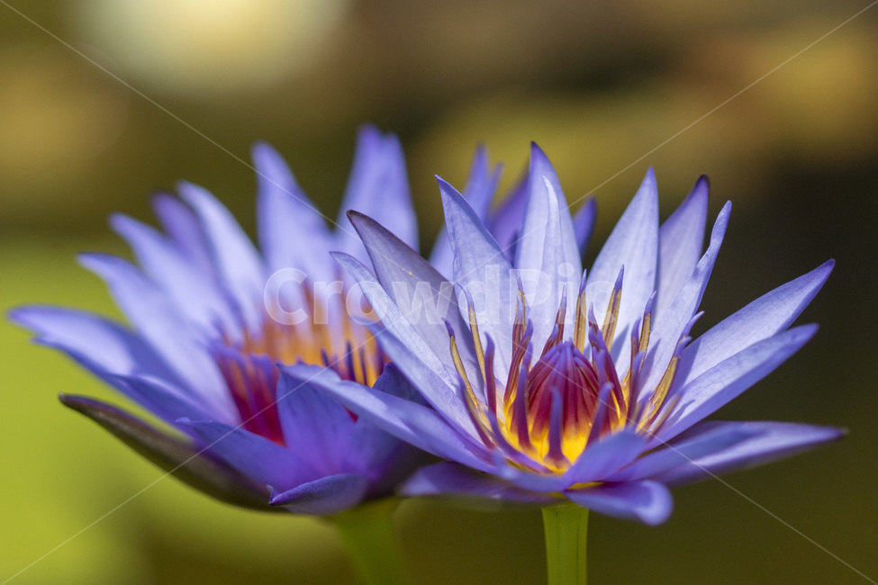 수련,연꽃,자연,꽃사진,연꽃사진,식물,fiower,nature,식물,자연,plants,nature,꽃,flower