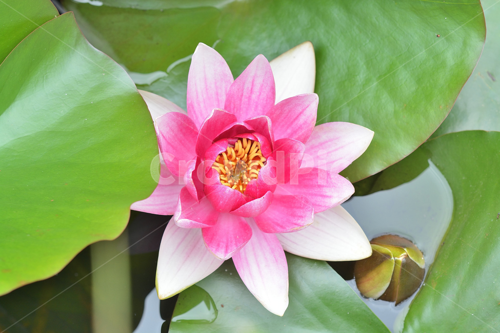 꽃,수련,연꽃,분홍,연못,식물,자연,plants,nature,꽃,flower