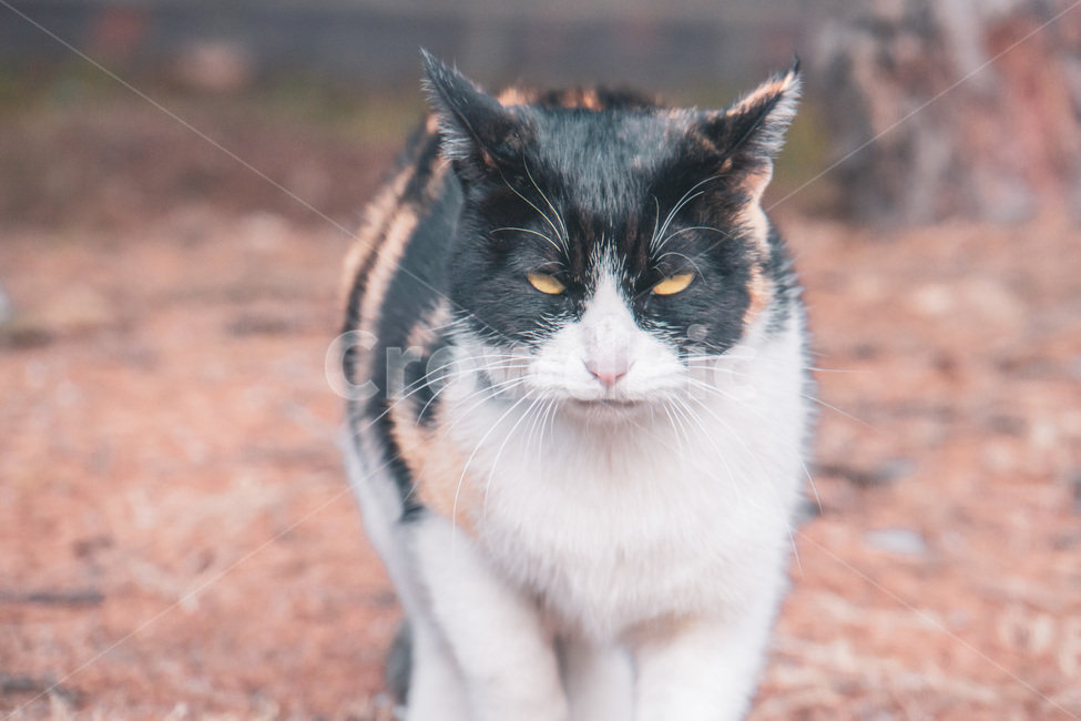 pet,애완동물,cat,고양이,동물,길냥이,동물,animal,포유류,mammal,고양이,cat,kitten,kitty