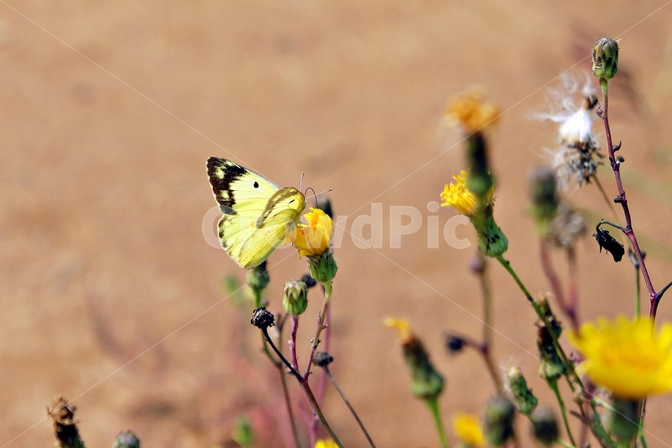 꽃,나비,자연,동물,곤충,형형색색,각종나비,들판,봄,여름,nature,butterfly,flower,뷰티,cute,감성,풀,식물,식물,자연,plants,nature,꽃,flower,동물,animal,곤충,벌레,insect,bug
