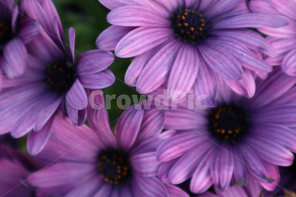 꽃,보라색,봄,spring,칼라플,plants,접사,클로즈업,꽃잎,컬러플,꽃내음,향기로운,화사한,화려한,선명한,만개,식물,자연,색깔,색상,칼라,색채,색감,예쁜,아름다운,flower,violet,퍼플,purple,colorful,color,colorsense,colorsensitivity,feelingofcolor,plant,nature