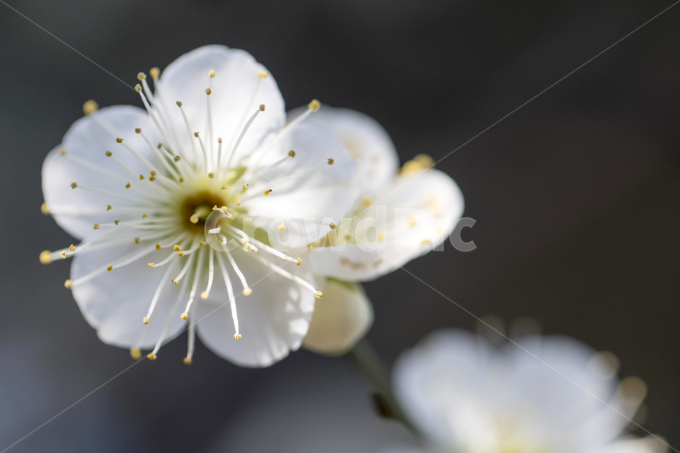 매화,매화꽃,매화나무,푸른하늘,봄,봄꽃,꽃,봄,계절,spring,season,식물,자연,plants,nature,꽃,flower,plant
