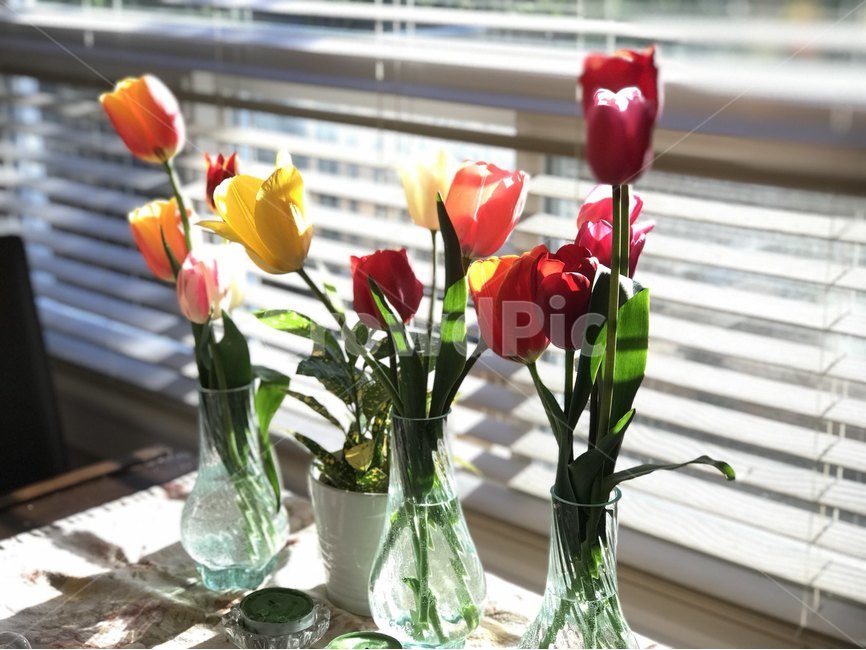 튤립,꽃,햇빛,flower,warm,식물,자연,plants,nature,꽃,flower,실내용화초,화분,화초,house plant,휴식,힐링,rest,relaxation,healing,인테리어,실내디자인,interior design