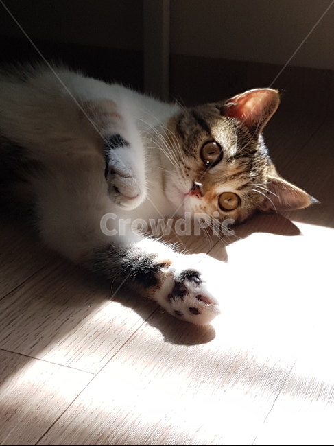 cat,고양이,pet,동물,포유류,반려동물,아기고양이,삼색이,삼색고양이,햇살,귀여운고양이,냥이,애옹이,동물,animal,포유류,mammal,고양이,cat,kitten,kitty