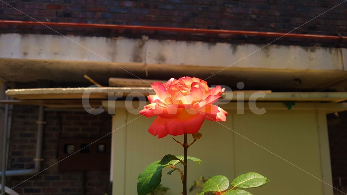 장미,rose,꽃,플라워,생명력,혼자,외로운,쓸쓸한,외톨이,동네,꽃잎,잎사귀,잎,flower,lonely,leaf,식물,자연,plants,nature,꽃,flower