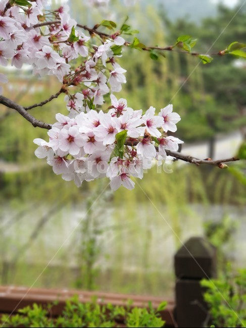 plant,식물,blossom,flower,꽃,cherryblossom