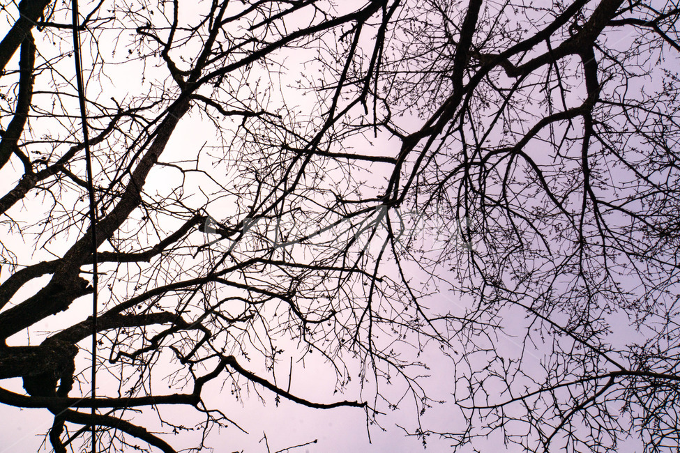 하늘,나무,노을,감성,높은하늘,높다,위,바라보다,자연,풍경,nature,landscape,tree,plant,식물