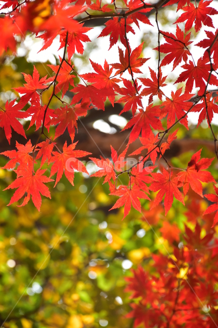가을,단풍,자연,풍경,북한산,잎,단풍잎,붉은,나무,계절,계곡,숲,힐링,plant,fall,autumn,season,forestnature,landscape,한국자연풍경,한국자연경관,korea,tree,maple,leaf,가을,계절,fall,autumn,season,자연,풍경,nature,landscape,식물,plants,나무,trees,wood
