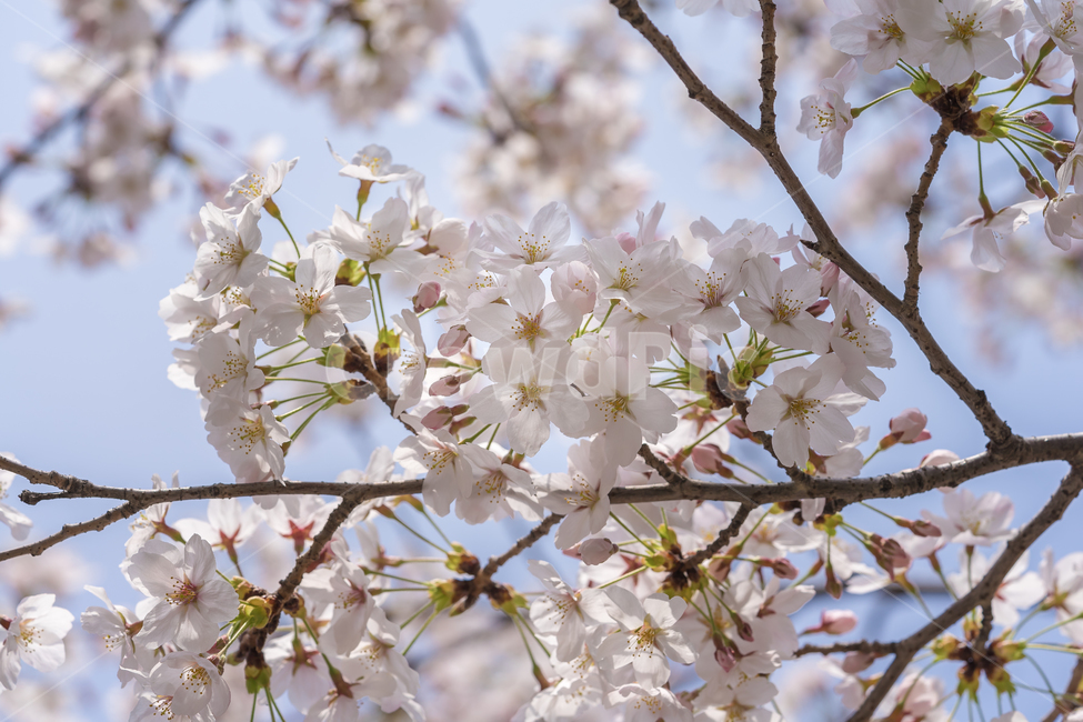 봄,꽃,벗꽃,자연,풍경,spring,flower,nature,beauty,봄,계절,spring,season,식물,자연,plants,nature,꽃,flower,plant,blossom