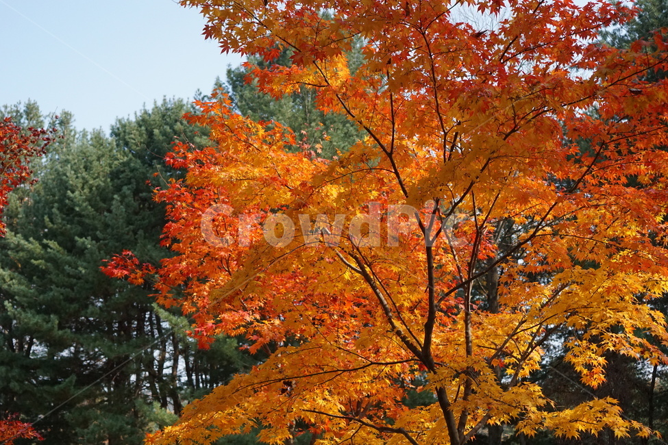 가을,단풍,남이섬,남이섬단풍,가을풍경,가을,계절,fall,autumn,season,식물,자연,plants,nature,나무,trees,wood,leaf,잎,plant,tree,maple