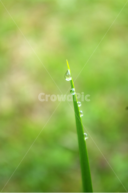 이슬,풀,잎,물방울,초록,식물,식물,자연,plants,nature,휴식,힐링,rest,relaxation,healing