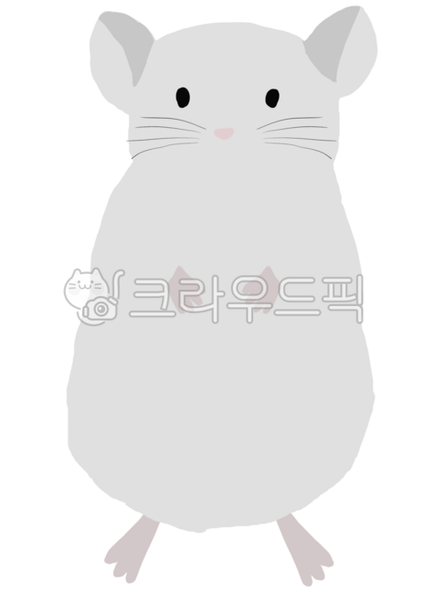 친칠라,동물,설치류,animal,귀여운동물,chinchilla