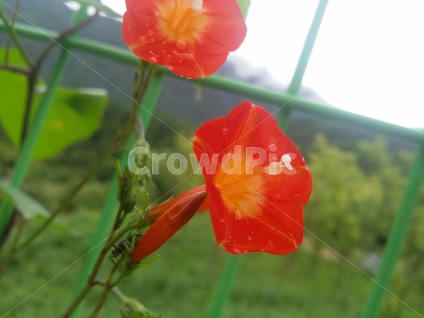 꽃,flower,식물,plant,자연,식물,자연,plants,nature