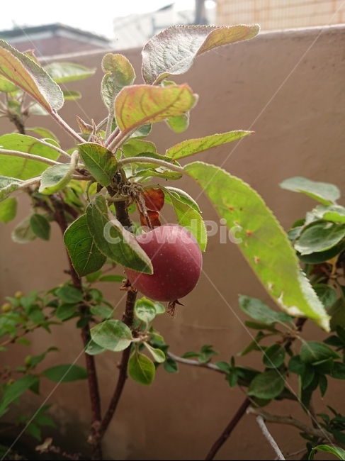 알프스오토메,미니사과,화분,열매,plant,식물,식물,자연,plants,nature
