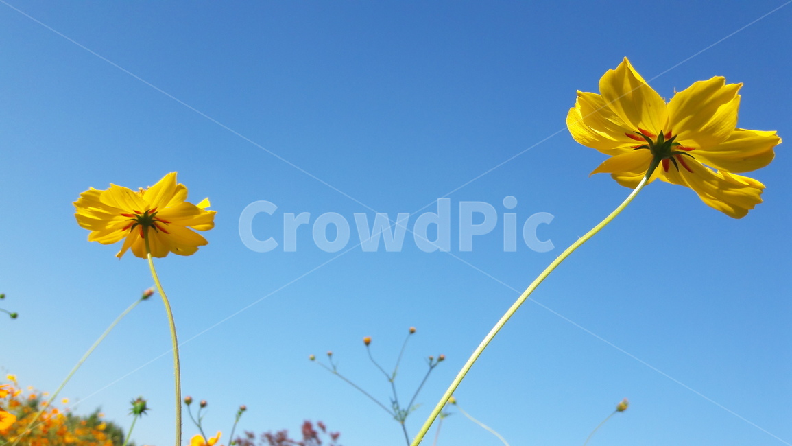 꽃,가을,하늘,아름다움,자연,식물,자연,plants,nature,꽃,flower
