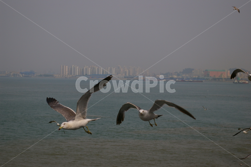 조류,갈매기,animal,동물,bird,새,flying,나는,바다,조류,새,birds