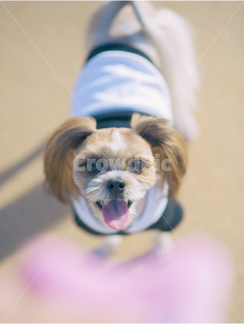 강아지,애견,애견스냅,강아지사진,개,dog,유기견,애견용품,애견샵,강아지용품,강아지샵,애견공원,애견카페,동물,animal,포유류,mammal,개,강아지,dog,doggy,감성,sensible,feeling