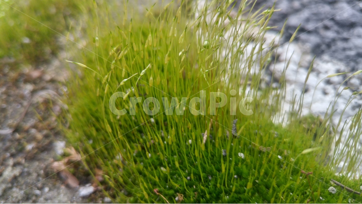 꽃,자연,이끼,녹색,이끼꽃,계절,식물,자연,plants,nature