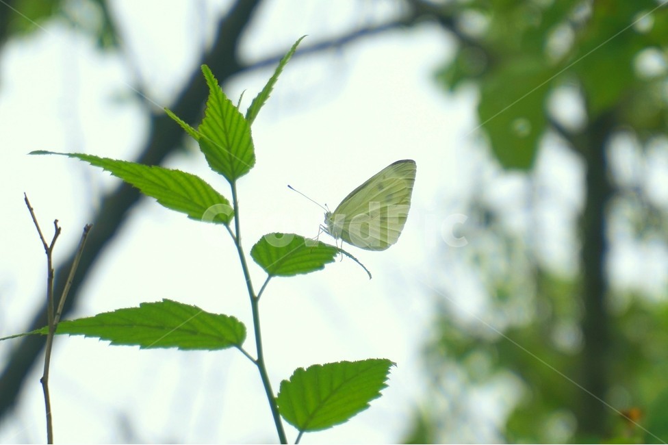 자연,나비,나무,그린,nature,butterfly,tree,green,동물,animal,곤충,벌레,insect,bug