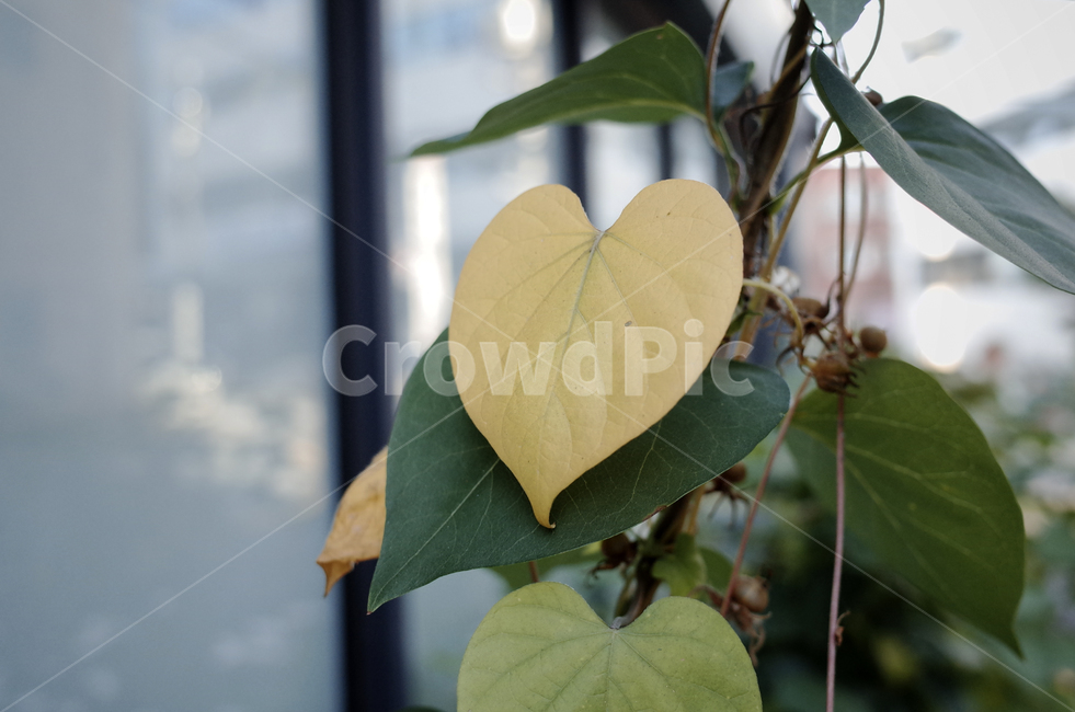 plant,식물,leaf,잎,veins,정맥,하트,사랑,heart,하트모양,yellow,green