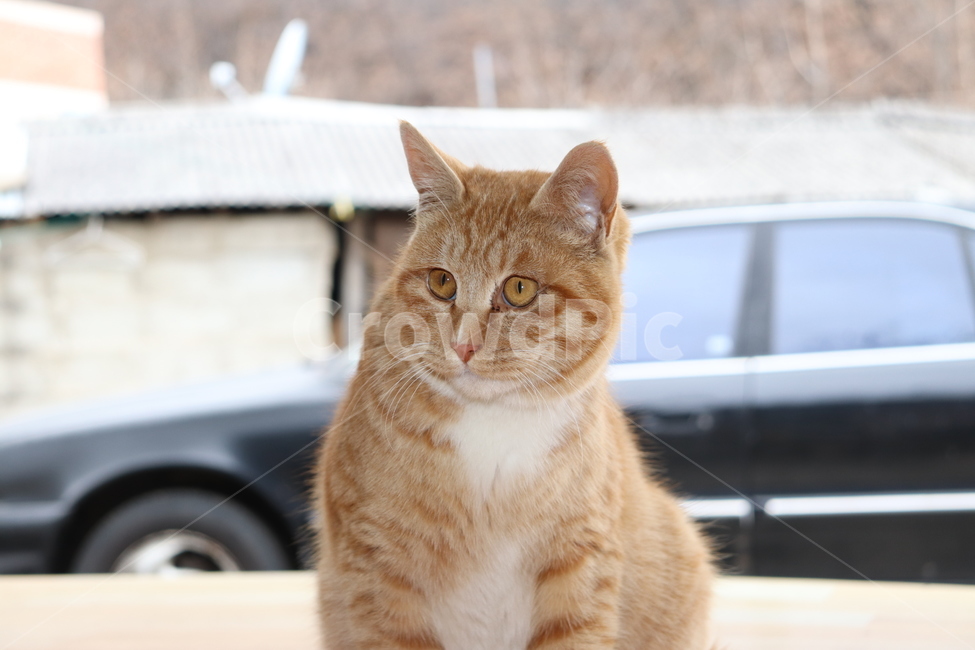 고양이,시골고양이,마당고양이,길고양이,할머니,노인,치즈코숏,코리아숏헤어,cat,반려묘,반려동물,동물,animal,포유류,mammal,고양이,cat,kitten,kitty