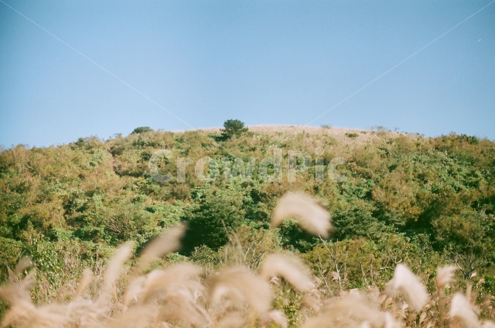 갈대,억새,가을,감성,오름,자연,산,풍경,휴식,힐링,필름,자연,풍경,nature,landscape,grass,잔디,plant,식물,outdoors,옥외