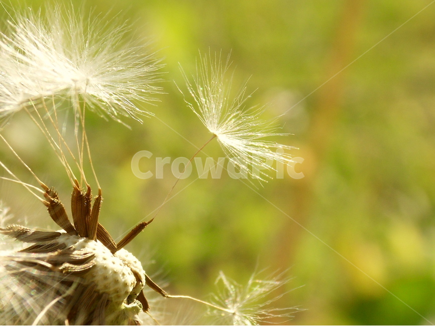 민들레,홀씨,바람,흩날려,들판,봄,흩어져,자연,식물,자연,plants,nature,휴식,힐링,rest,relaxation,healing