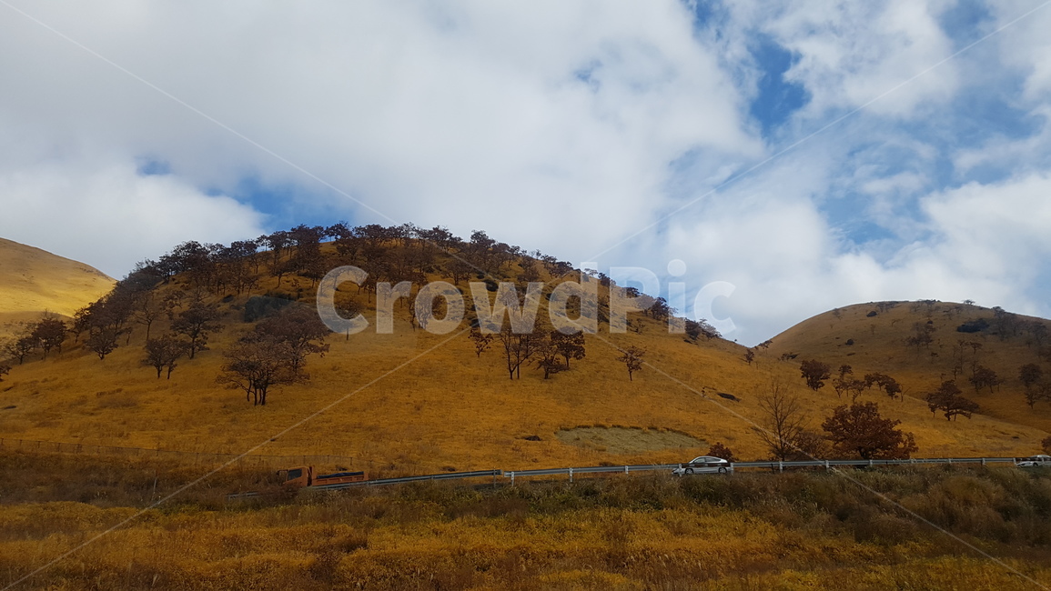 들판,산,언덕,field,hill,금빛,풍경,자연,풍경,nature,landscape,outdoors,옥외,grassland,목초지,들