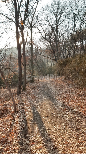 plant,식물,treetrunk,나무줄기,바닥,ground,나무,tree,관악산,햇빛,빛,dirtroad,흙길
