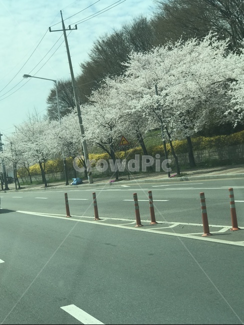 도시,일상,도로,드라이브,벚꽃