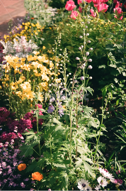 꽃,꽃밭,자연,봄,양귀비,flower,flowers,spring,nature
